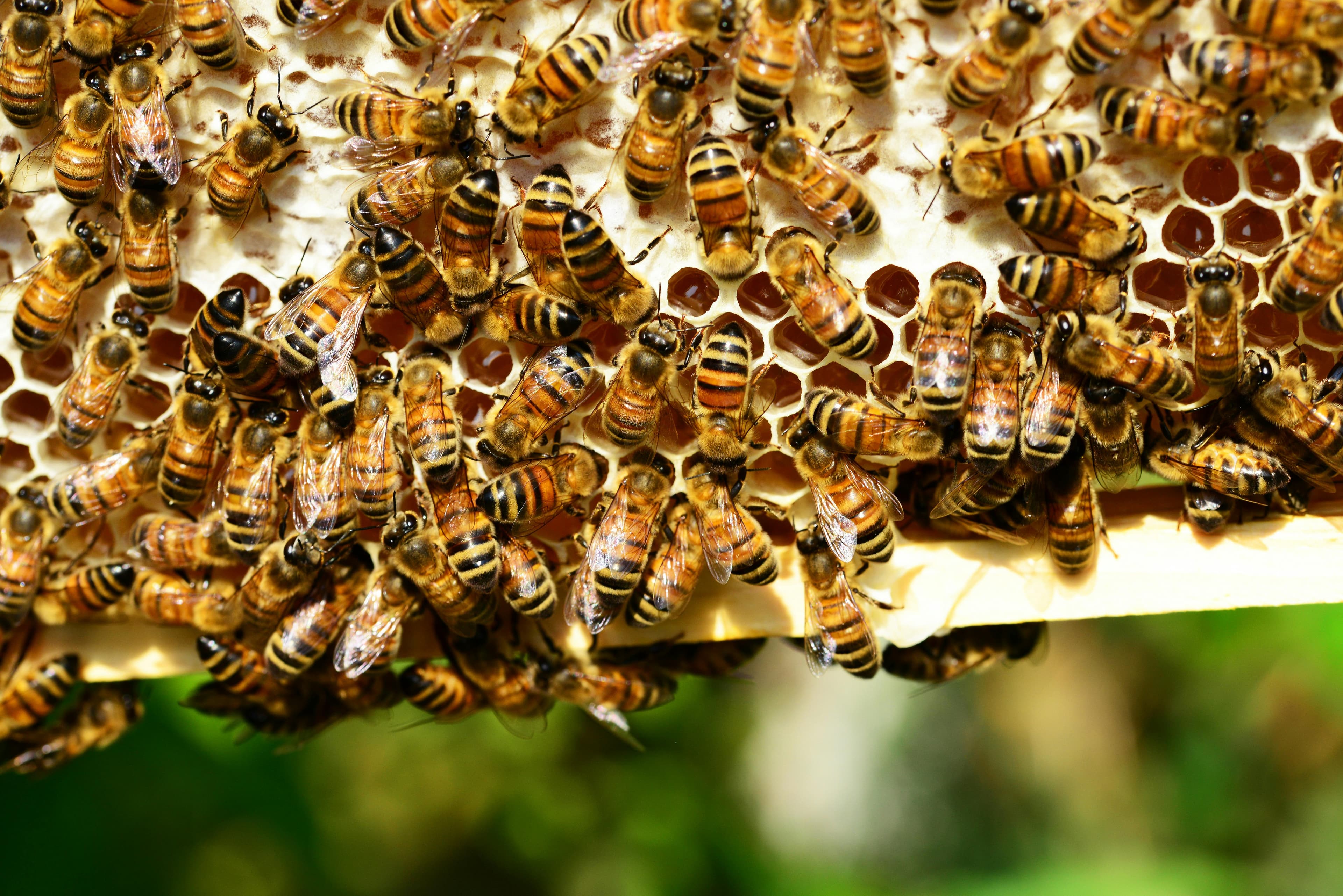 Predict the Swarm: How Seasonal Intelligence Becomes Competitive Advantage