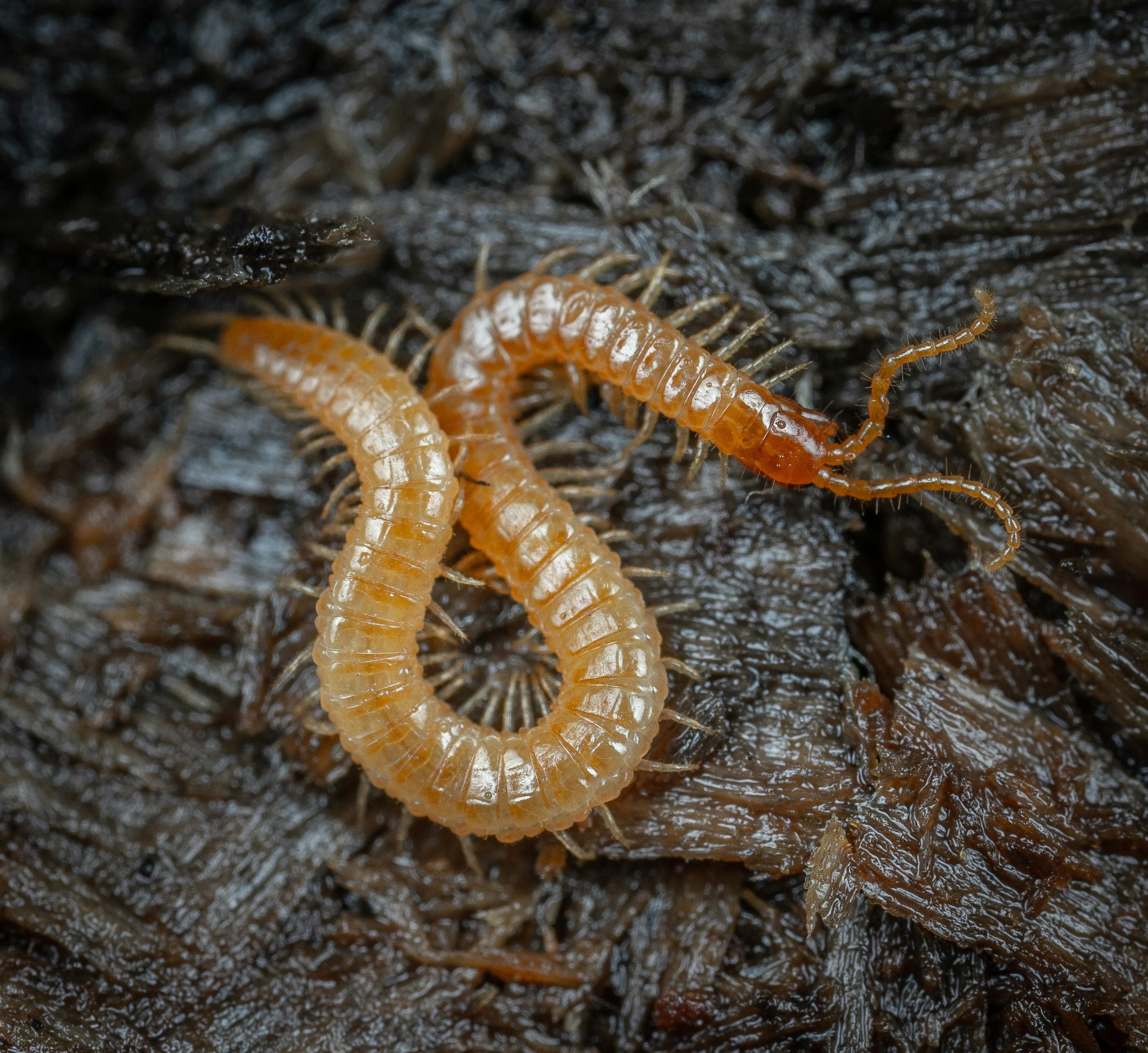 The $5 Billion Blind Spot: Why Pest Control is the Next Frontier for AI