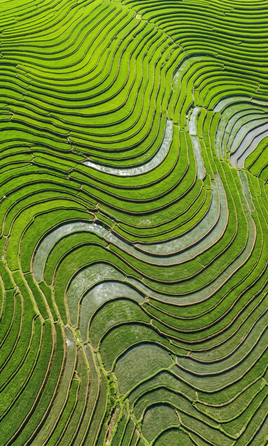 Aerial view of vivid green terraced rice paddies stepping in curved contour bands down a sunlit hillside, thin earthen ridges dividing the flooded fields.